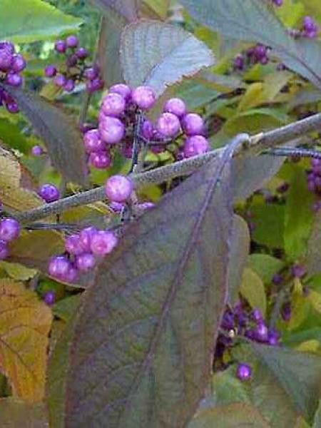 Arbuste aux bonbons bodinieri giraldii