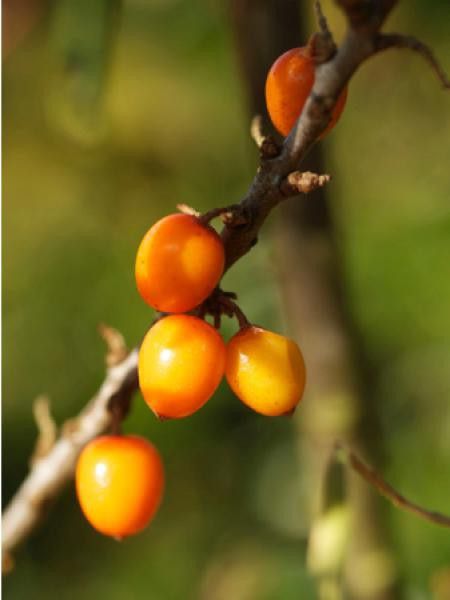 Argousier 'Hikul' -mâle