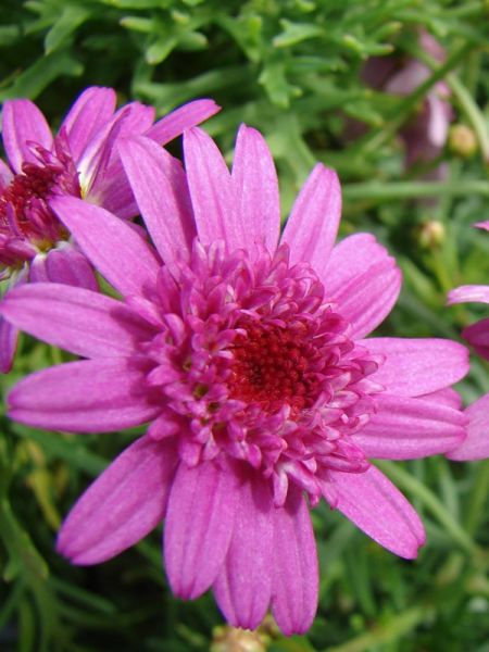 Anthémis 'Angelic Burgundy'