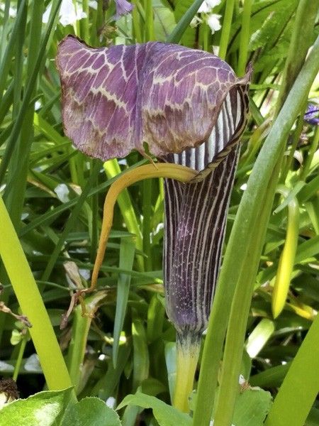 Arisaéma griffithii