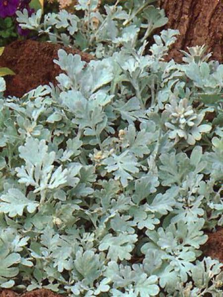 Armoise à feuilles de Cinéraire 'Boughton Silver'