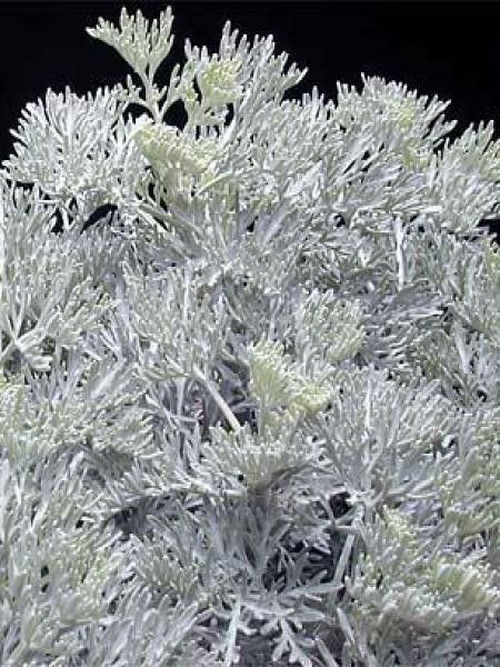 Armoise arborescente 'Little Mice'