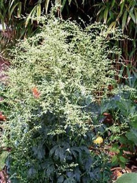 Armoise chinoise 'Elfenbein'