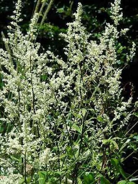 Armoise chinoise 'Jim Russel'