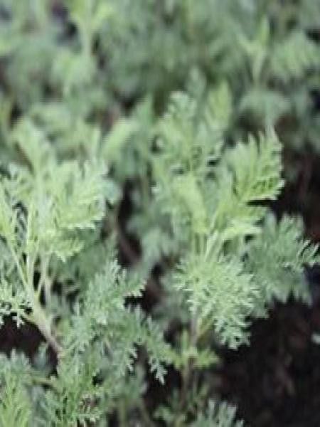 Armoise citronelle, Aurone 'Courson'