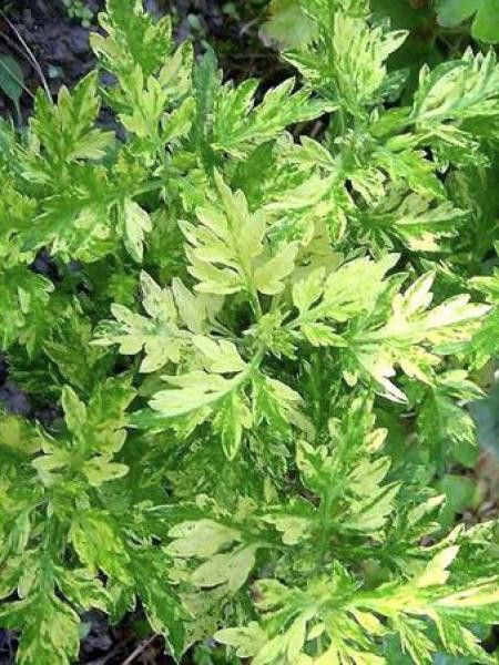 Armoise 'Oriental Limelight'