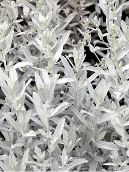 Armoise 'Silver queen'