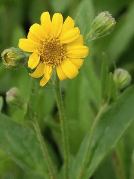 Arnique chamissonis