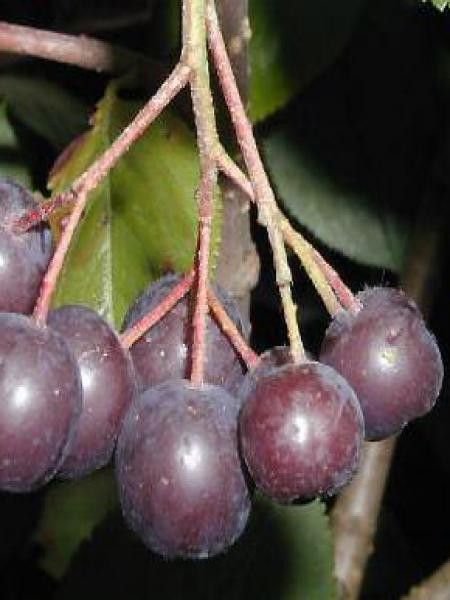 Aronie à fruits noirs 'Viking'