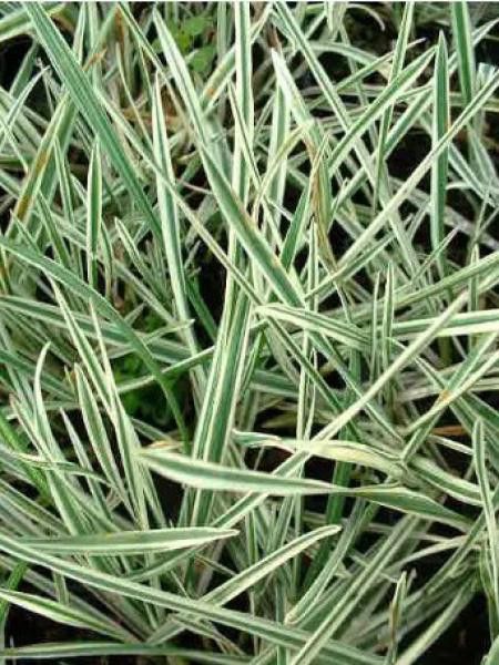 Arrhenatherum elatius ssp. Bulbusom 'Variegatum'