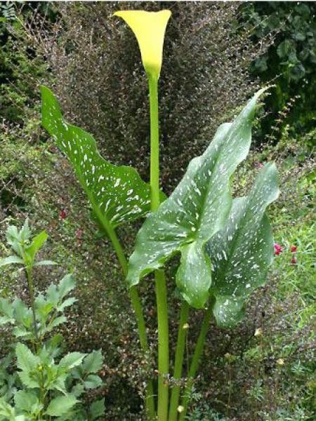 Arum à feuilles panachées