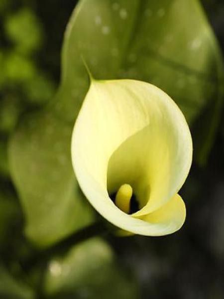 Arum 'Black Magic'