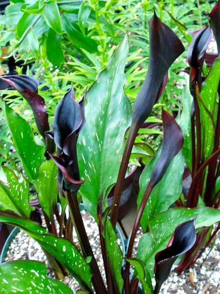 Arum 'Black star'