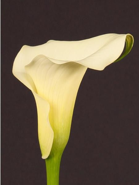 Arum ''Captain Marbella''