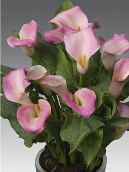 Arum 'Captain Marrero'