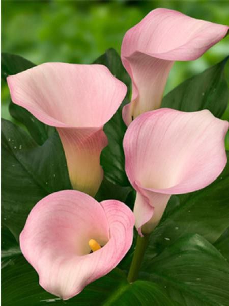 Arum ''Captain Melrose''