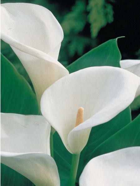 Arum 'Captain Mirage'