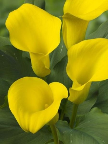 Arum 'Captain Morelli'