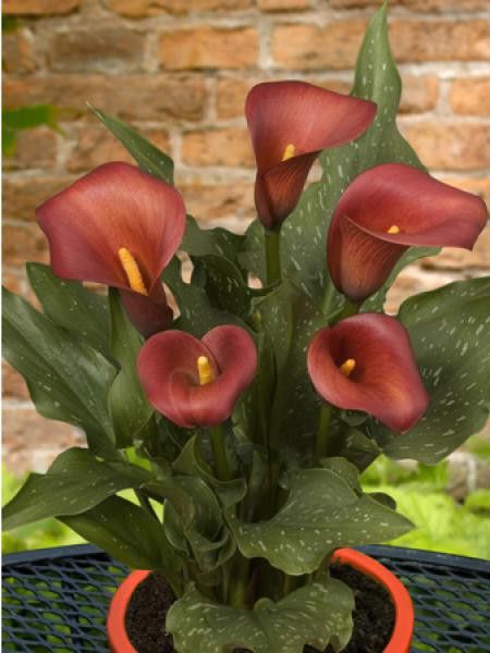 Arum 'Captain Murano'