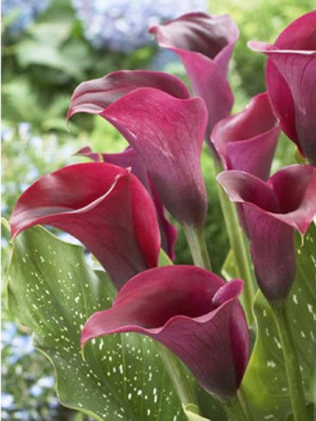 Arum 'Captain Prado'