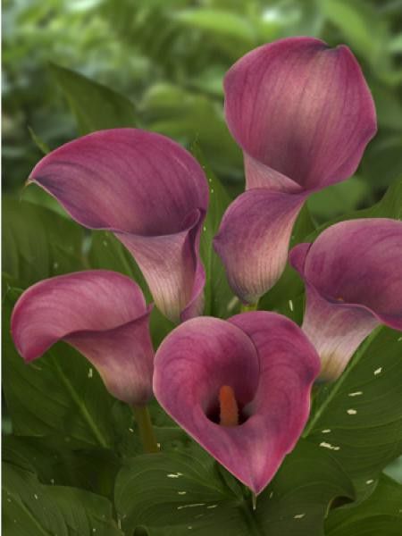 Arum 'Captain Romance'