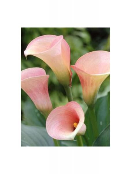 Arum 'Captain Rosette'