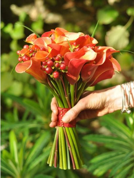 Arum 'Captain Safari'