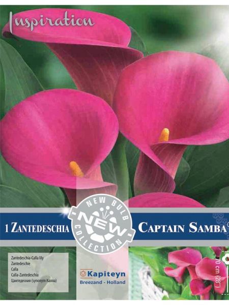 Arum 'Captain Samba'
