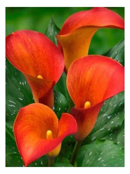 Arum 'Captain Trinity'