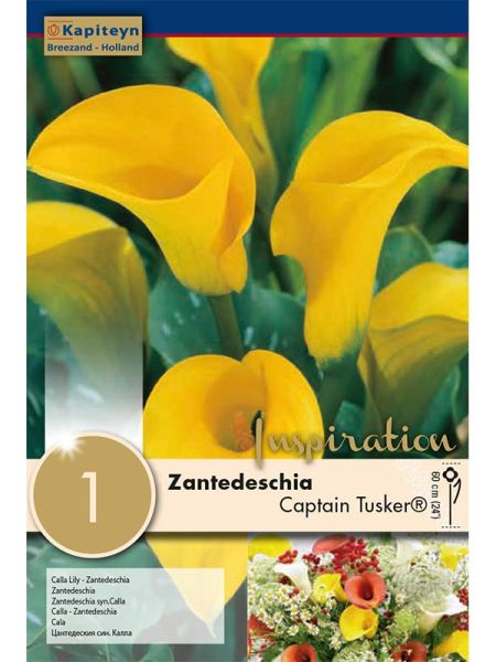 Arum 'Captain Tusker'