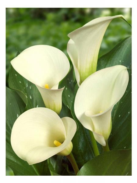 Arum 'Captain Ventura'