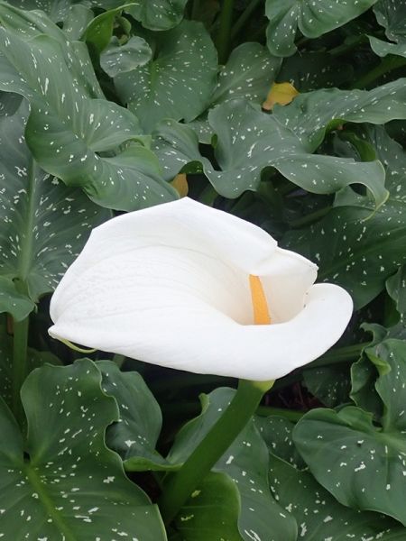 Arum d'Éthiopie 'Himalaya'