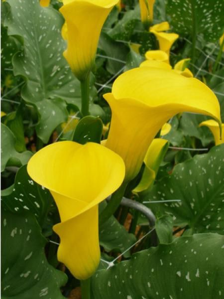 Arum 'Florex Gold'