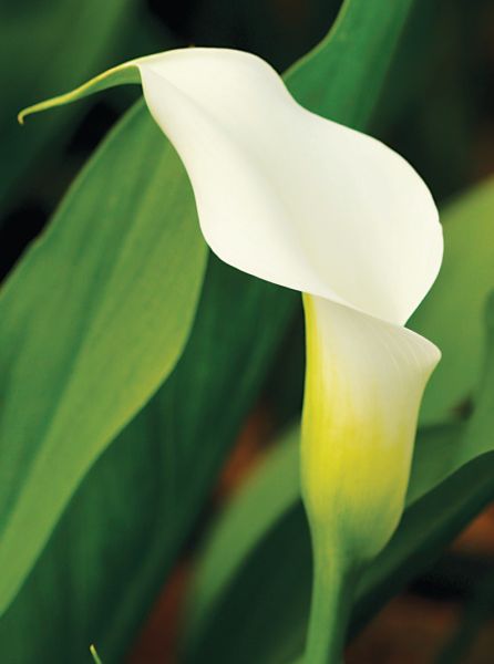 Arum jumbo 'blanc'