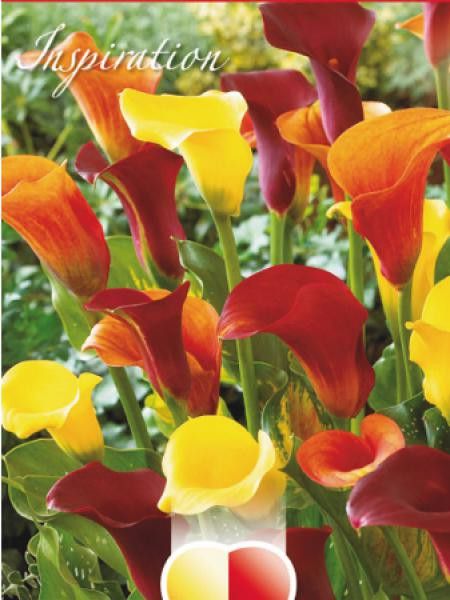 Arum 'Mélange Jaune, Orange et Violet'