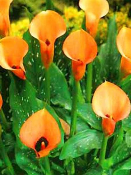 Arum 'Mozart'