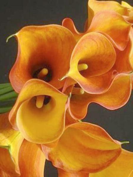 Arum 'Passion Fruit'