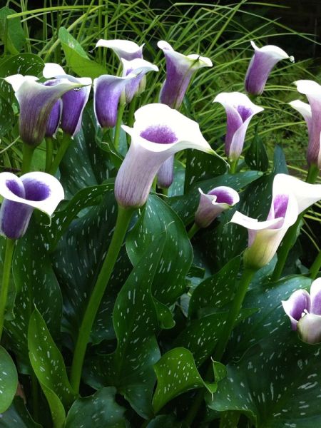 Arum 'Picasso'