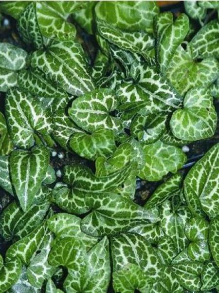 Asaret, Cabaret epigynum