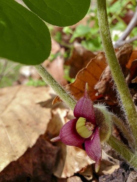 Asaret du Canada, Gingembre sauvage