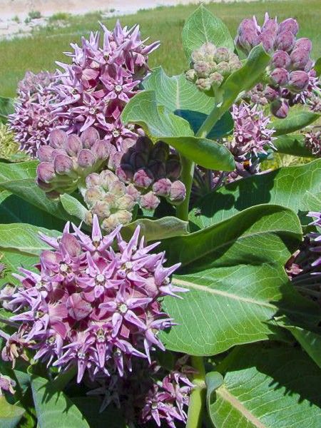 Asclépiade speciosa