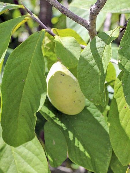 Asiminier, paw-paw, Arbre à banane 'Prima 1216'