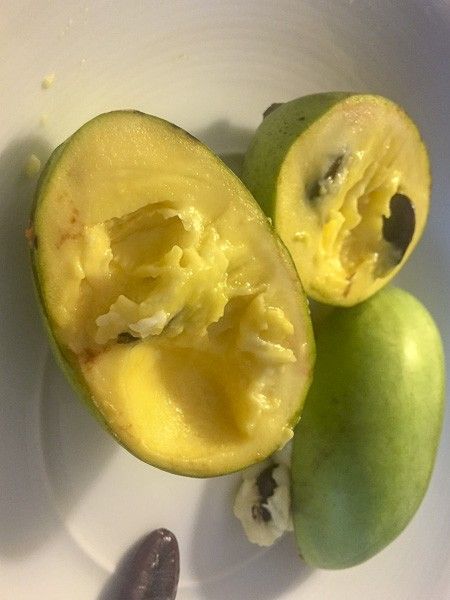 Asiminier, Pawpaw 'Allegheny'