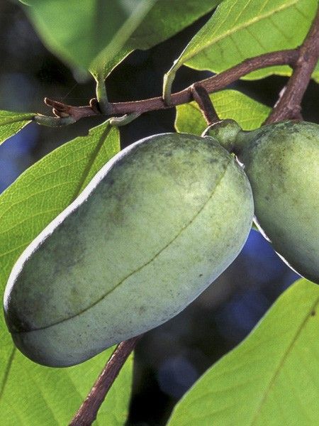 Asiminier, Pawpaw