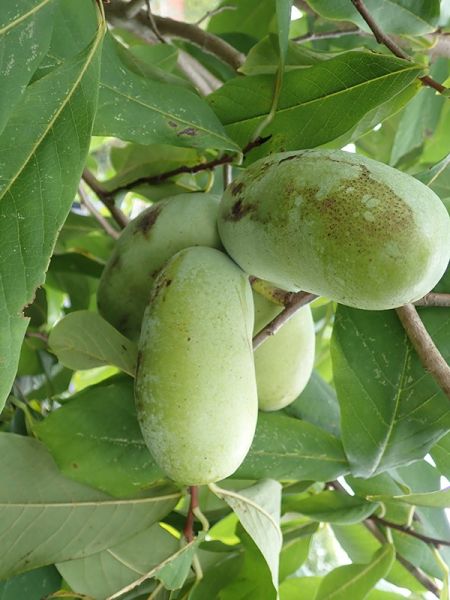 Asiminier 'Sunflower'