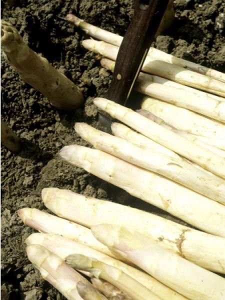 Asperge officinale 'Grolim'