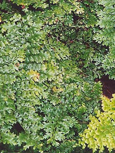 Aspidie à cils raides 'Densum'