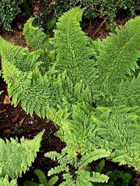 Aspidie à cils raides 'Plumosum'