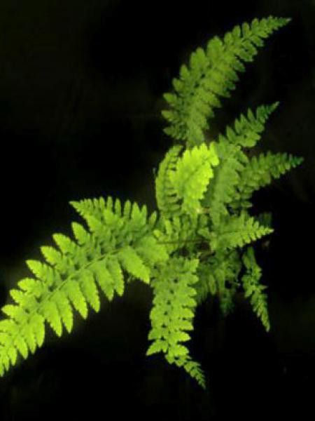 Aspidie à cils raides 'Proliferum Wollastonii'