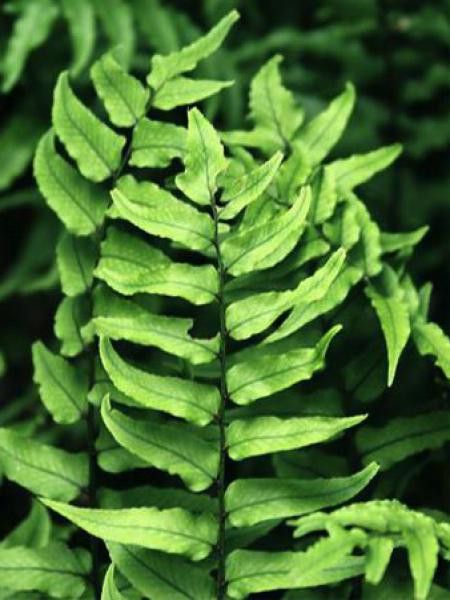 Aspidie (en faux) de fortune